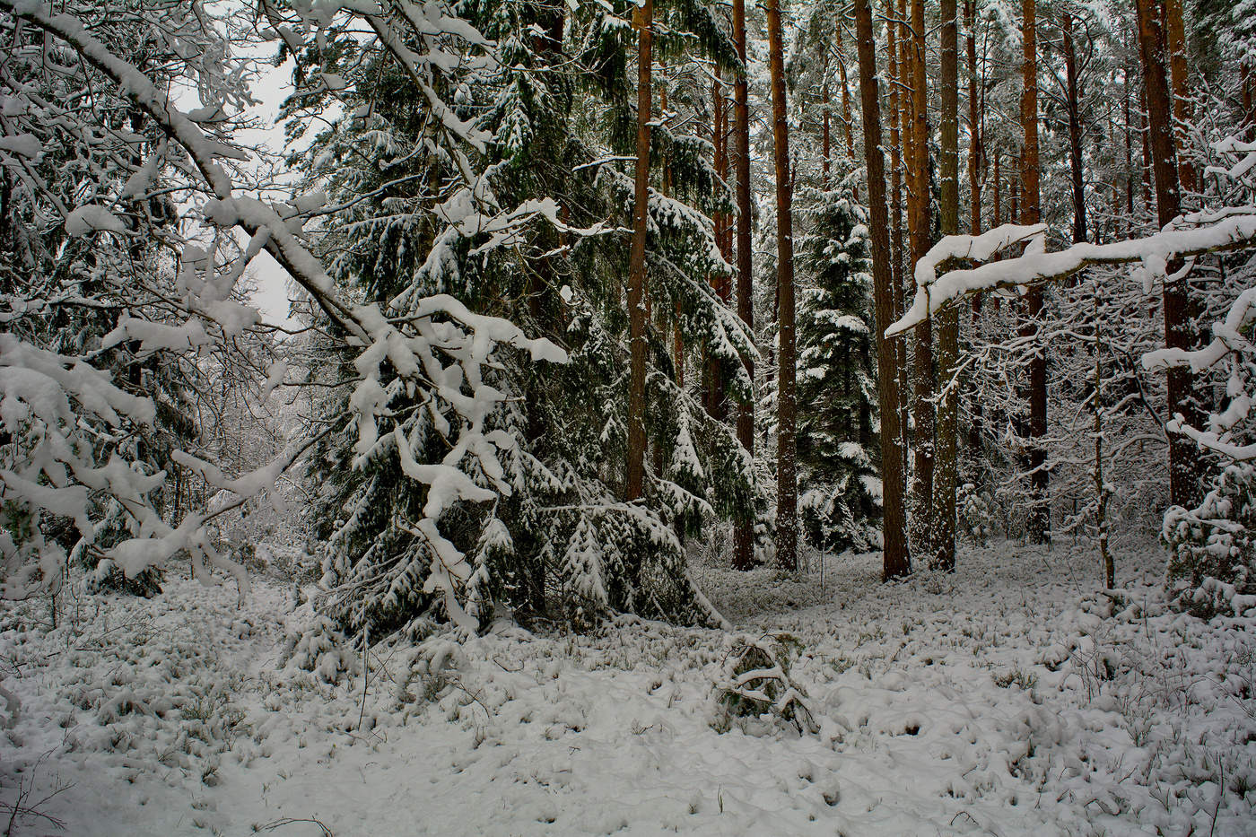 Winterwald