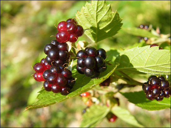 Brombeere