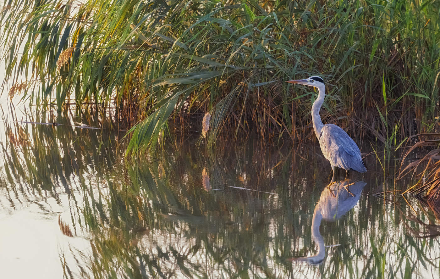 Unter dem Deckmantel
