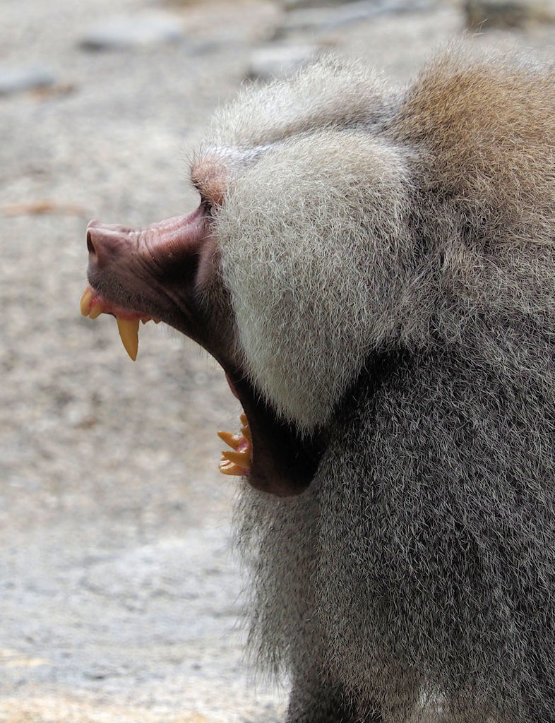 Er hat die Haare schön.....