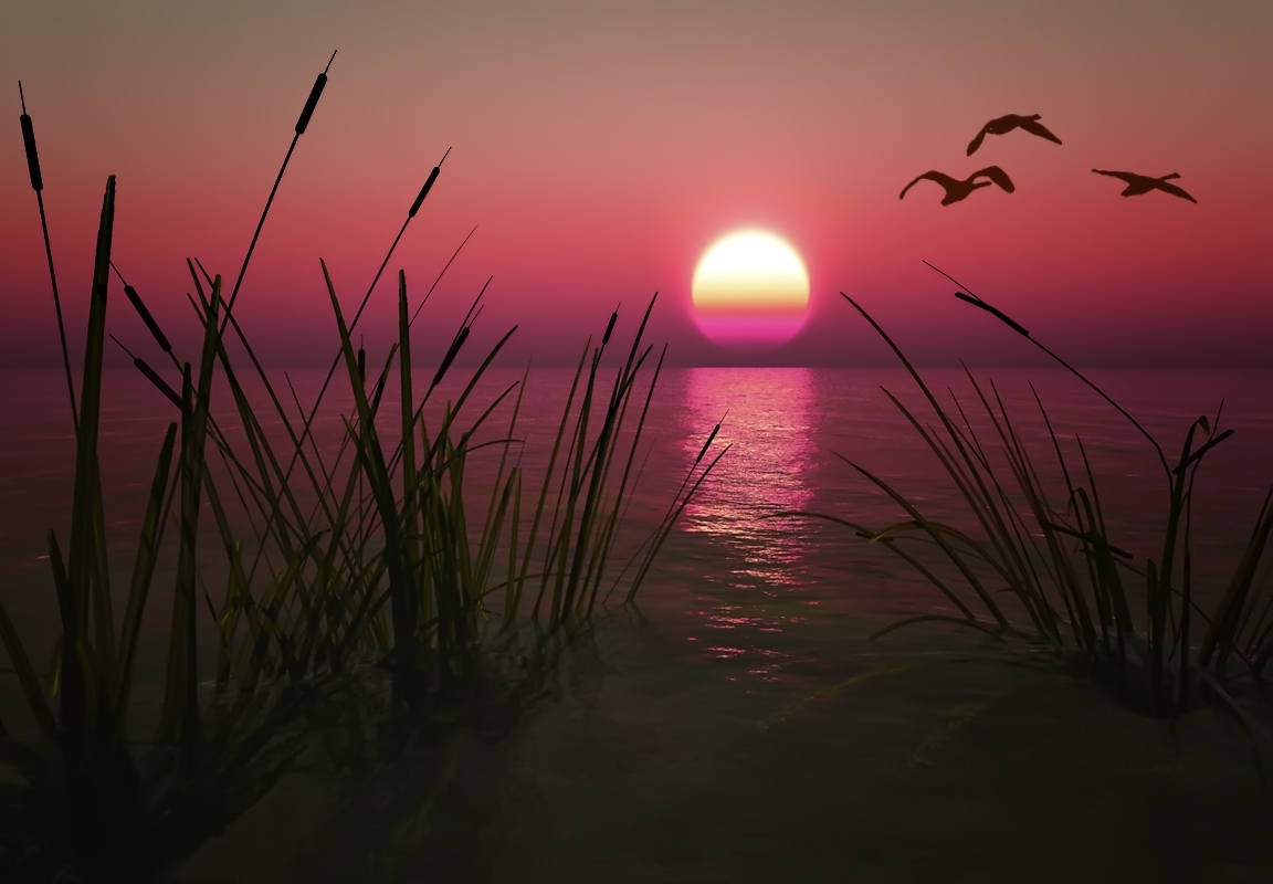 Fliegen Zugvögel ...