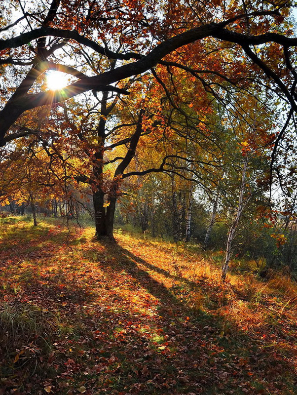 in den herbstlichen Wald