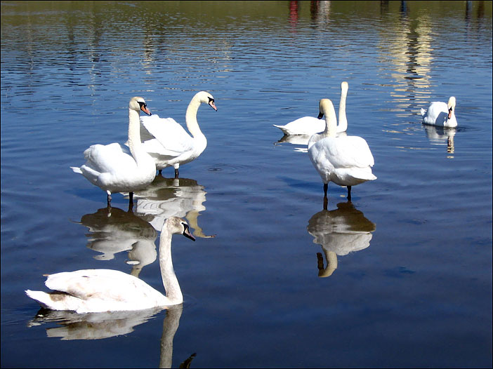 Swans
