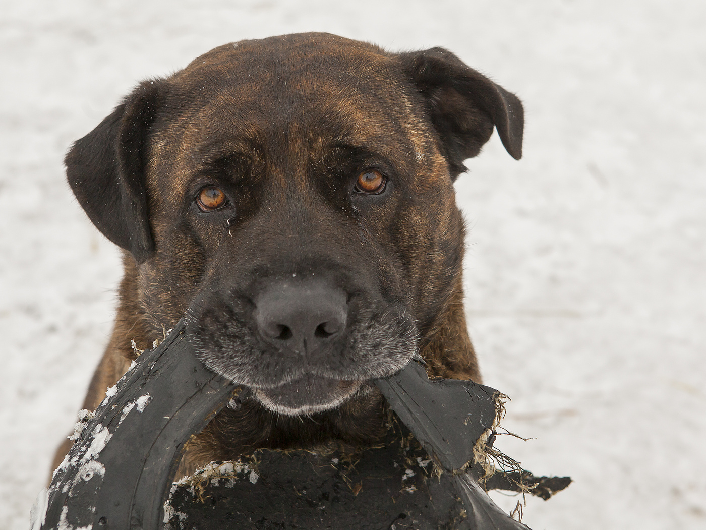 Lassen Sie uns spielen?