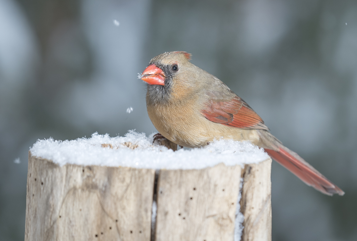 Northern Cardinal (female) ~ Winter scene