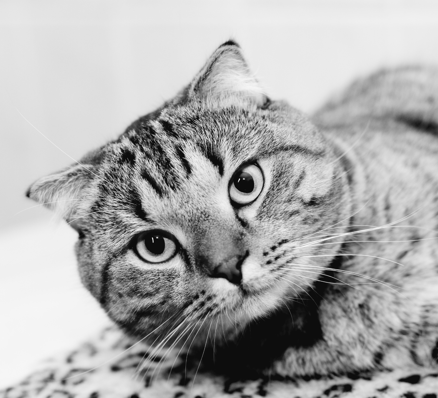 Portrait einer Katze