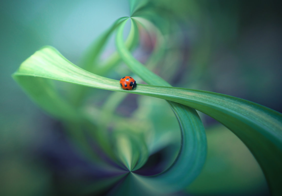 ladybug
