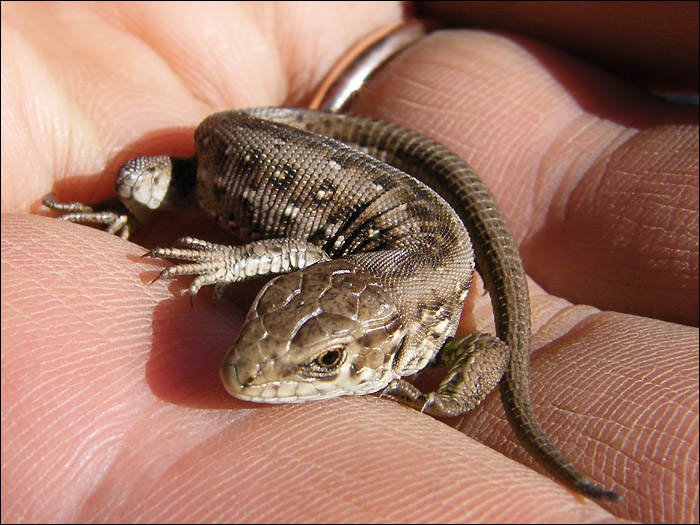 Mistress of Copper Mountain