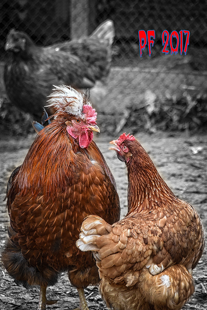 PF-2017
