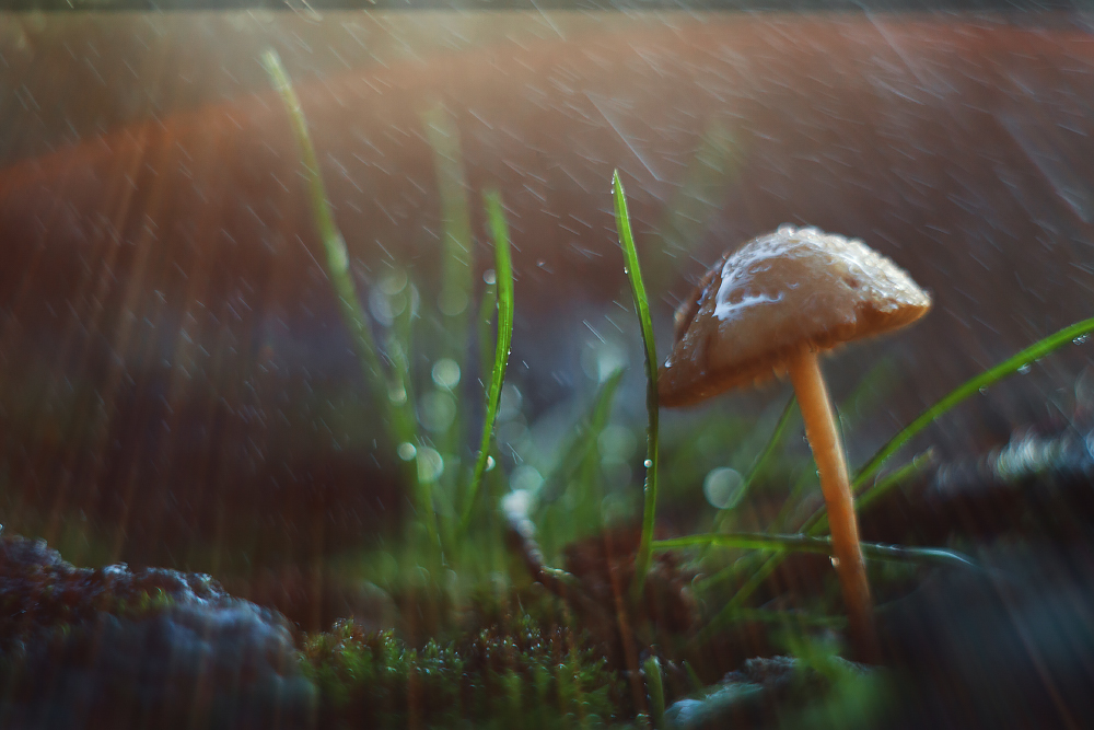 In den Abendstrahlen