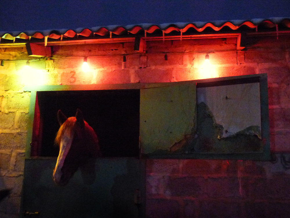 Landschaft mit Pferd