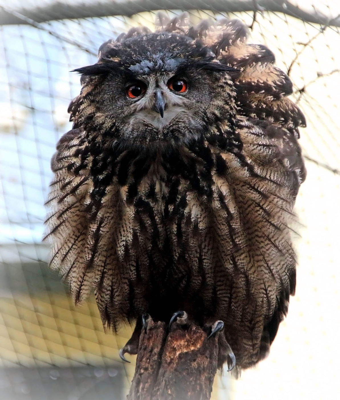 Miracle in den Federn