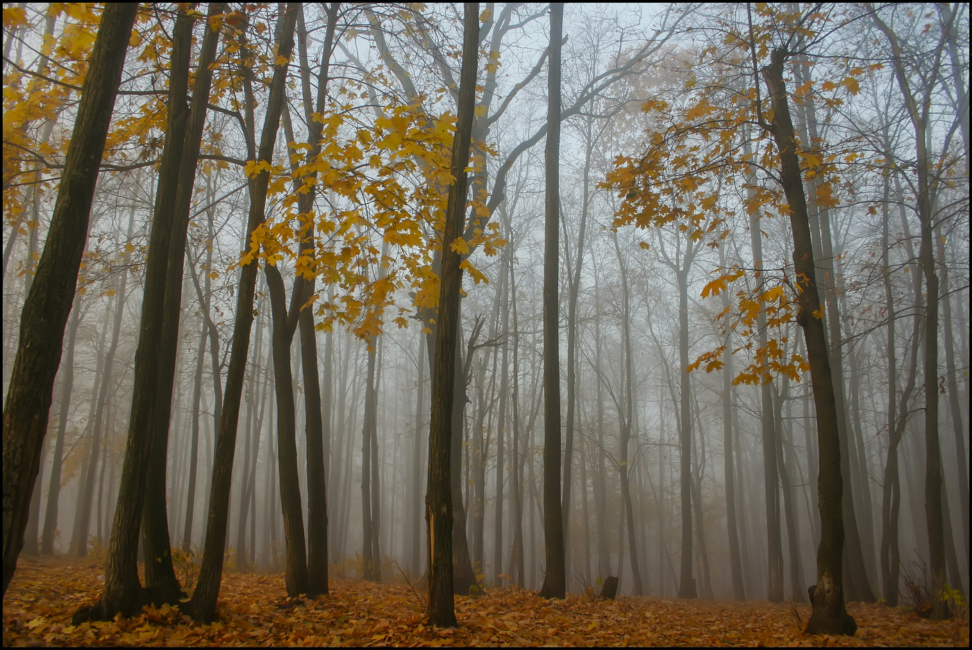 in den herbstlichen Wald
