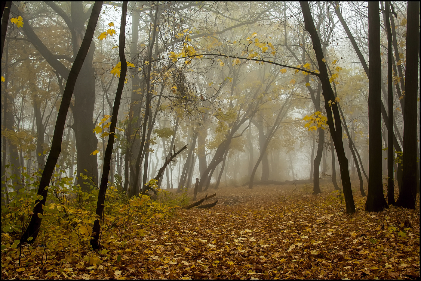in den herbstlichen Wald
