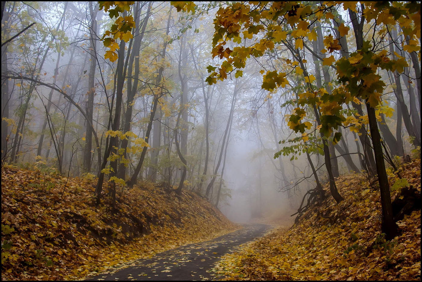 in den herbstlichen Wald