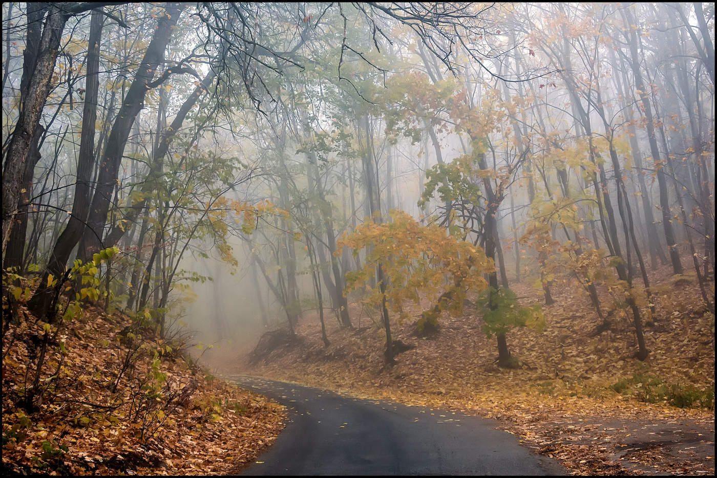 in den herbstlichen Wald