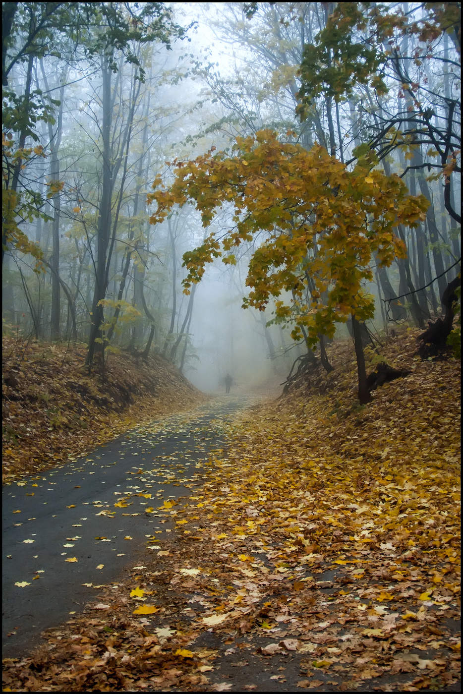 in den herbstlichen Wald