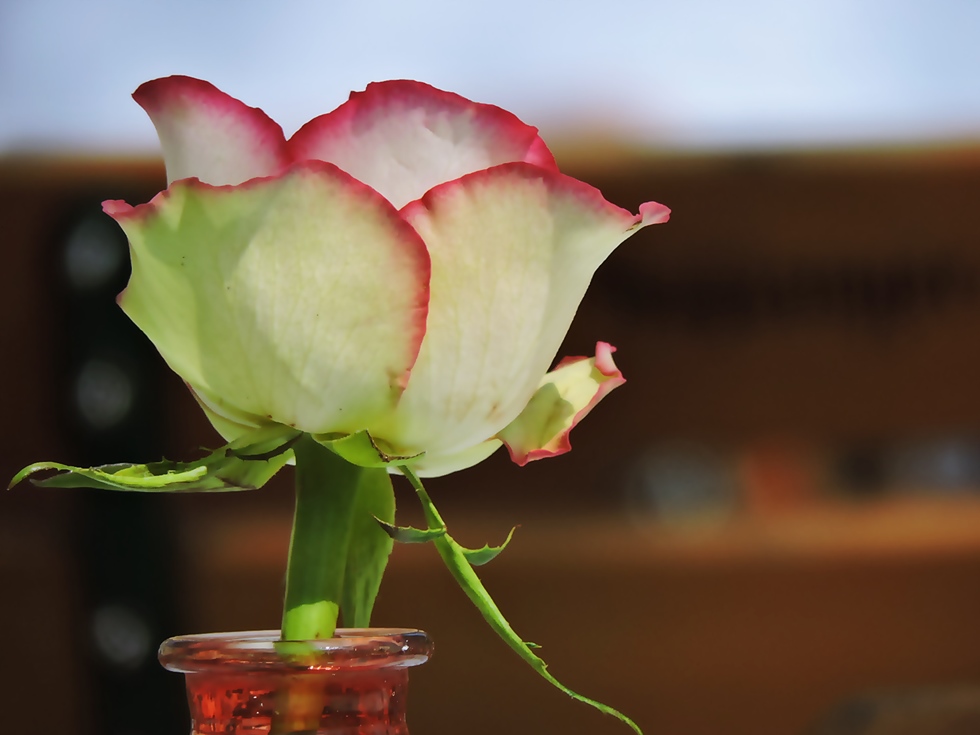 Happy Valentine's Day!