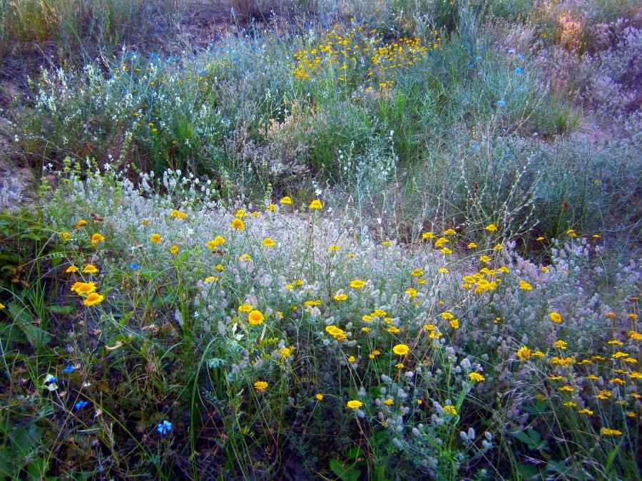 Pretty Dune Flowers
