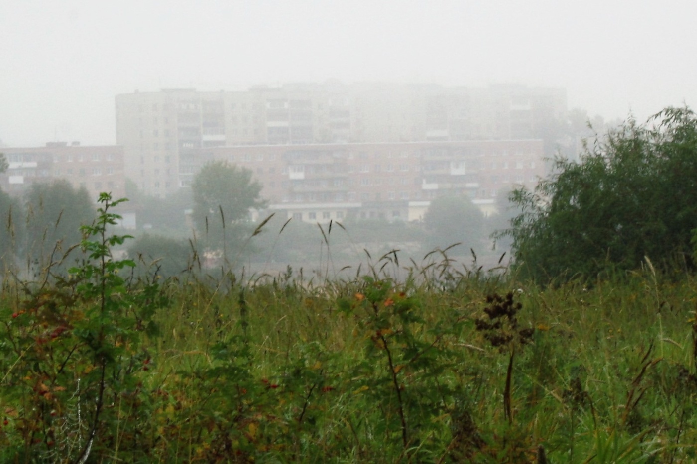 In der nebligen Dunst