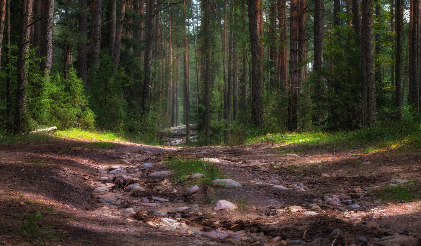 Über den Sommer in den Wäldern