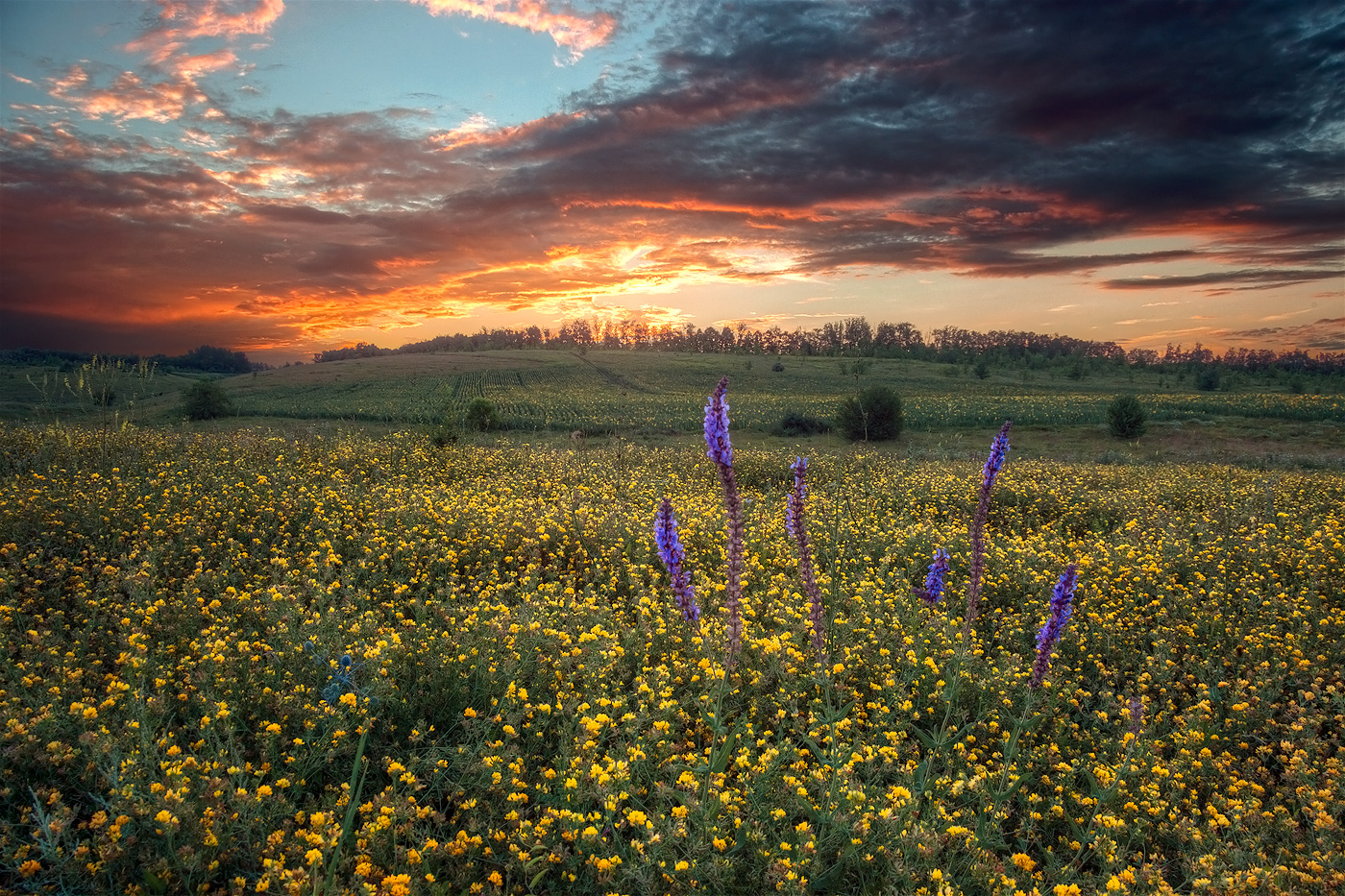 Sonnenuntergang über dem Feld