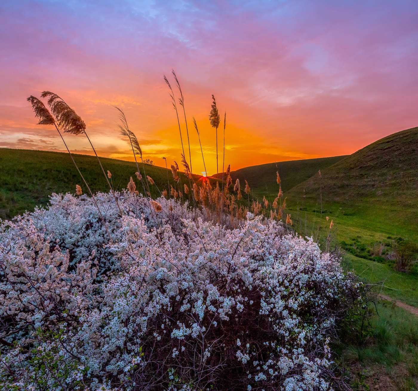 Blühende die wiederum in der Morgendämmerung.
