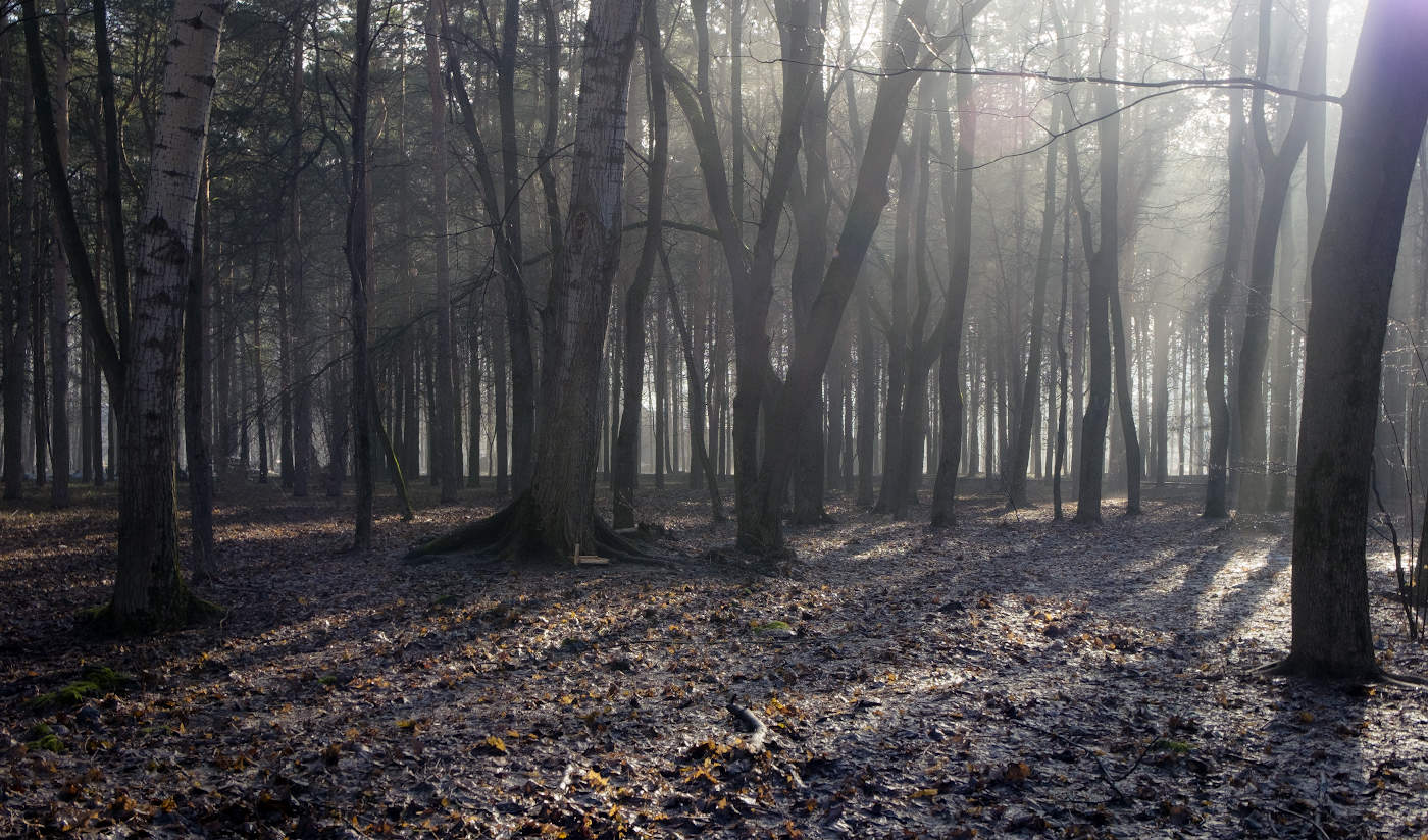 Durch den Morgennebel