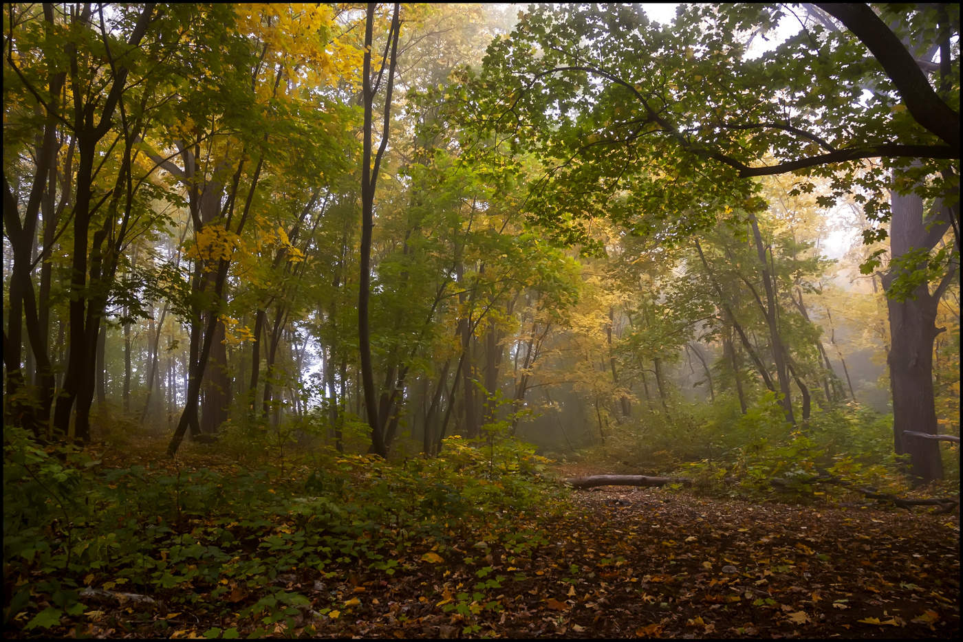 in den herbstlichen Wald