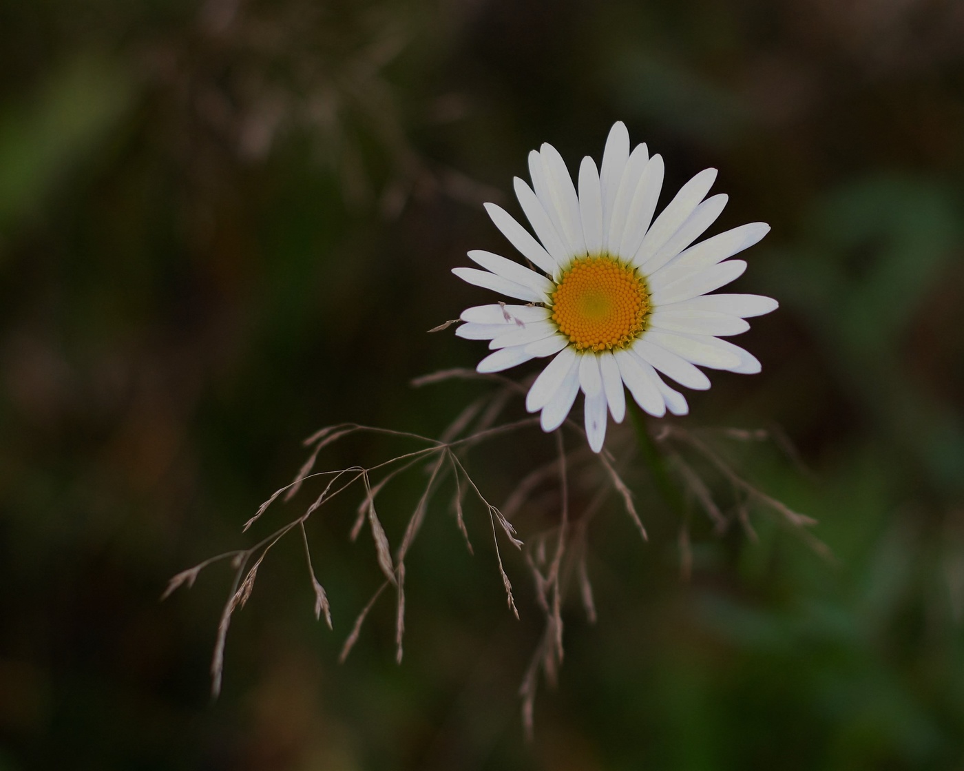 Bald wird der Sommer ...
