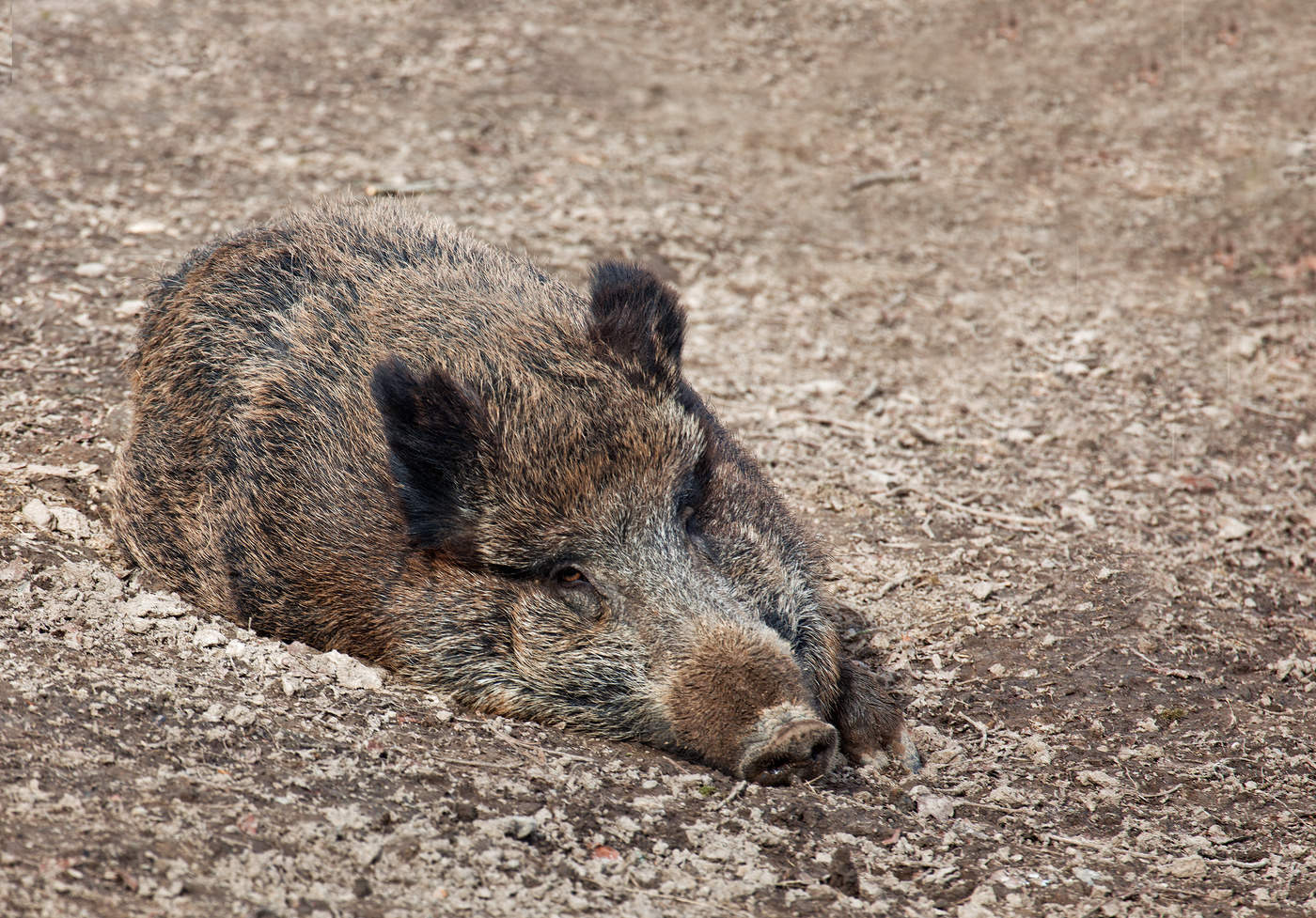 WILDSCHWEIN