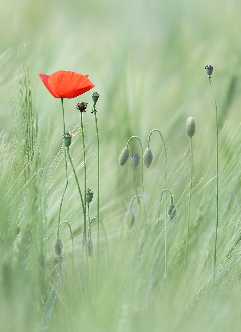 Mohn