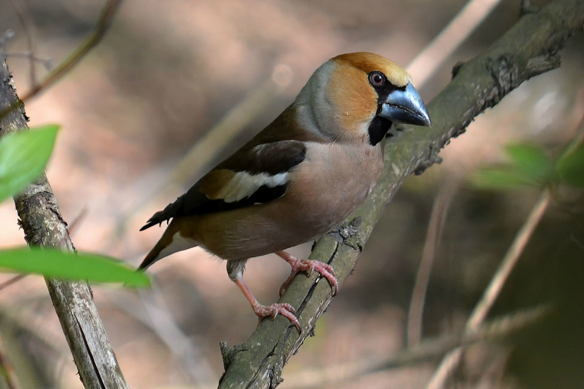 Grosbeak