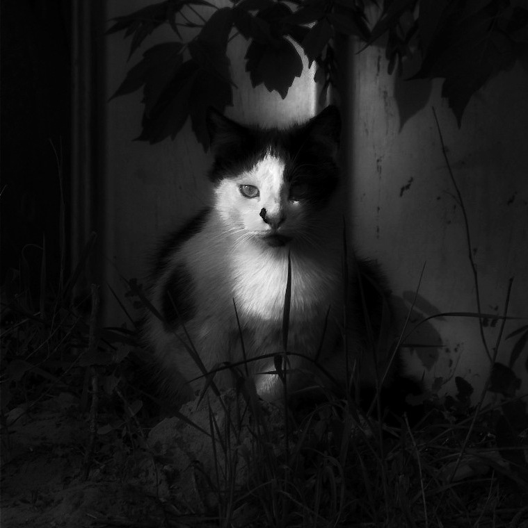 Schweigen der Lämmer