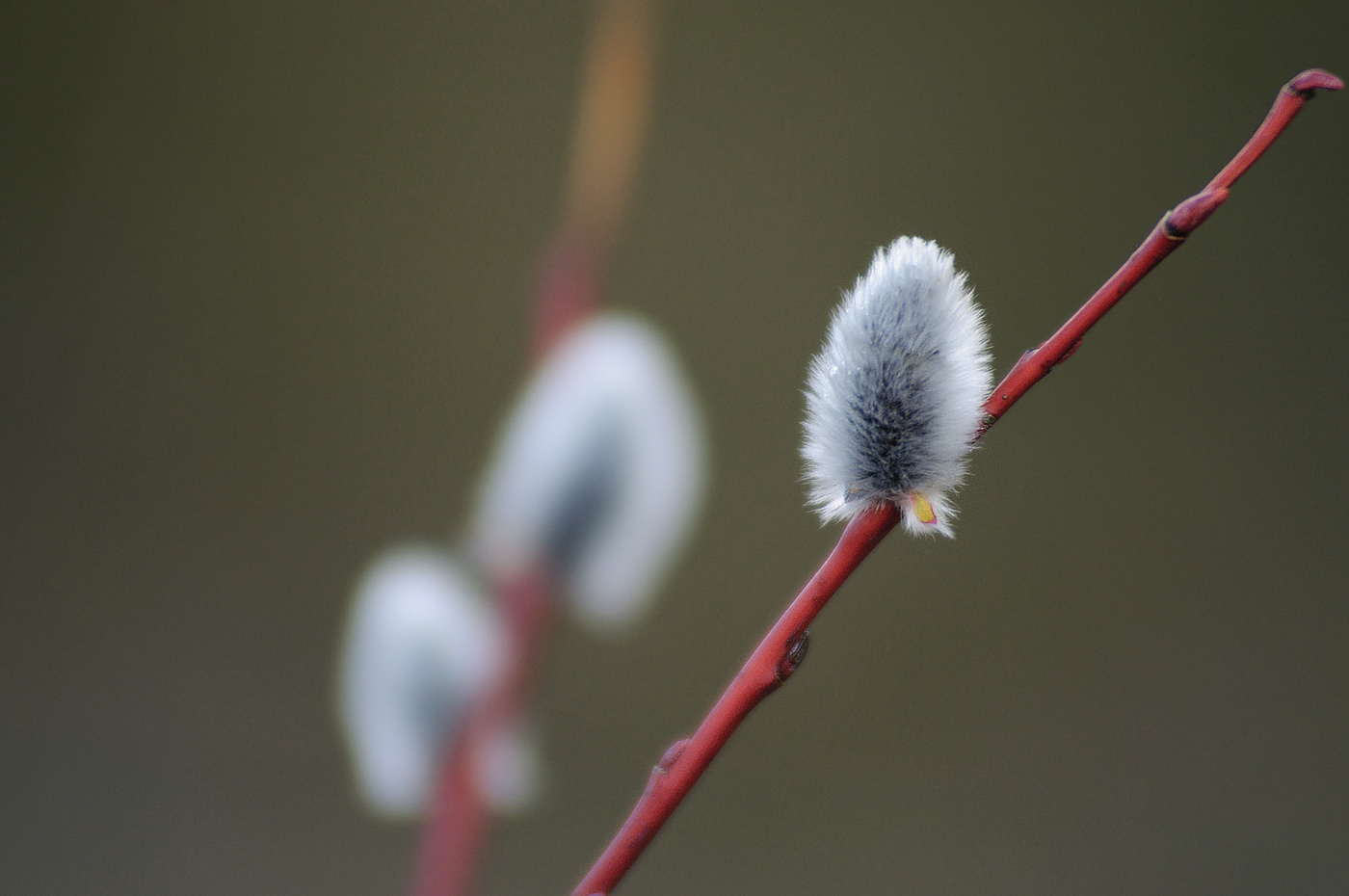 Geruch des Frühlings ...