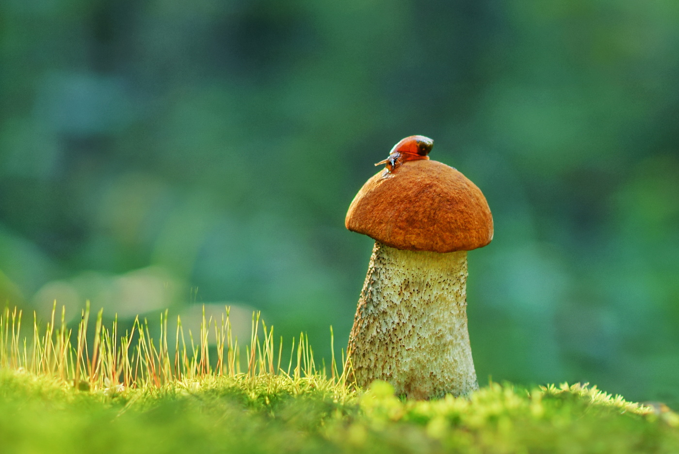 Orange-Schutzkappe Boletus