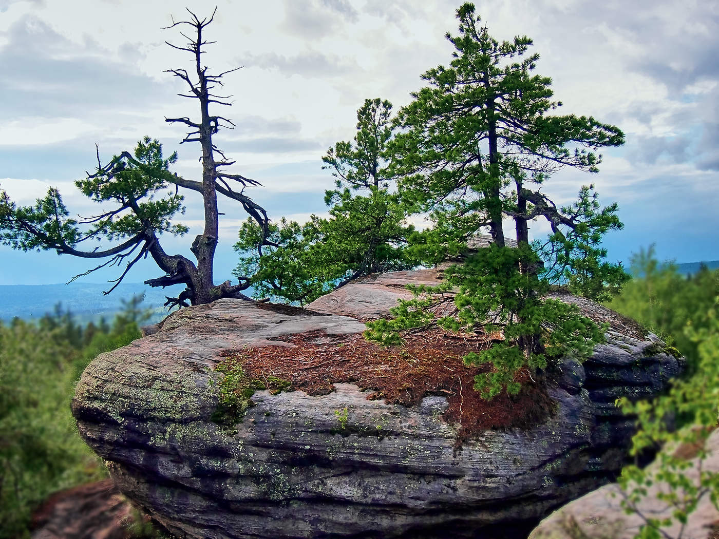 und Bäume auf den Felsen