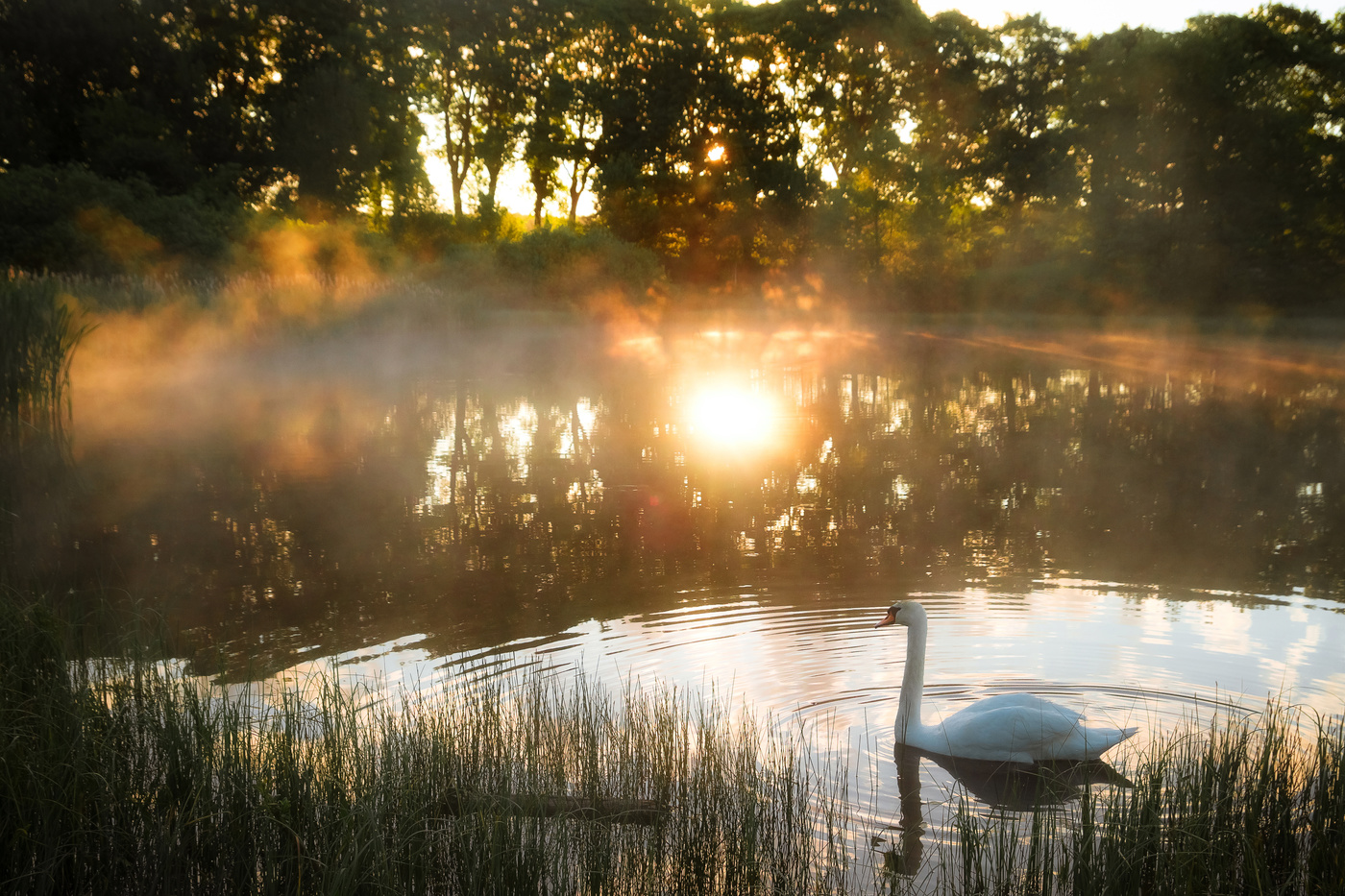 Am Morgen auf dem See