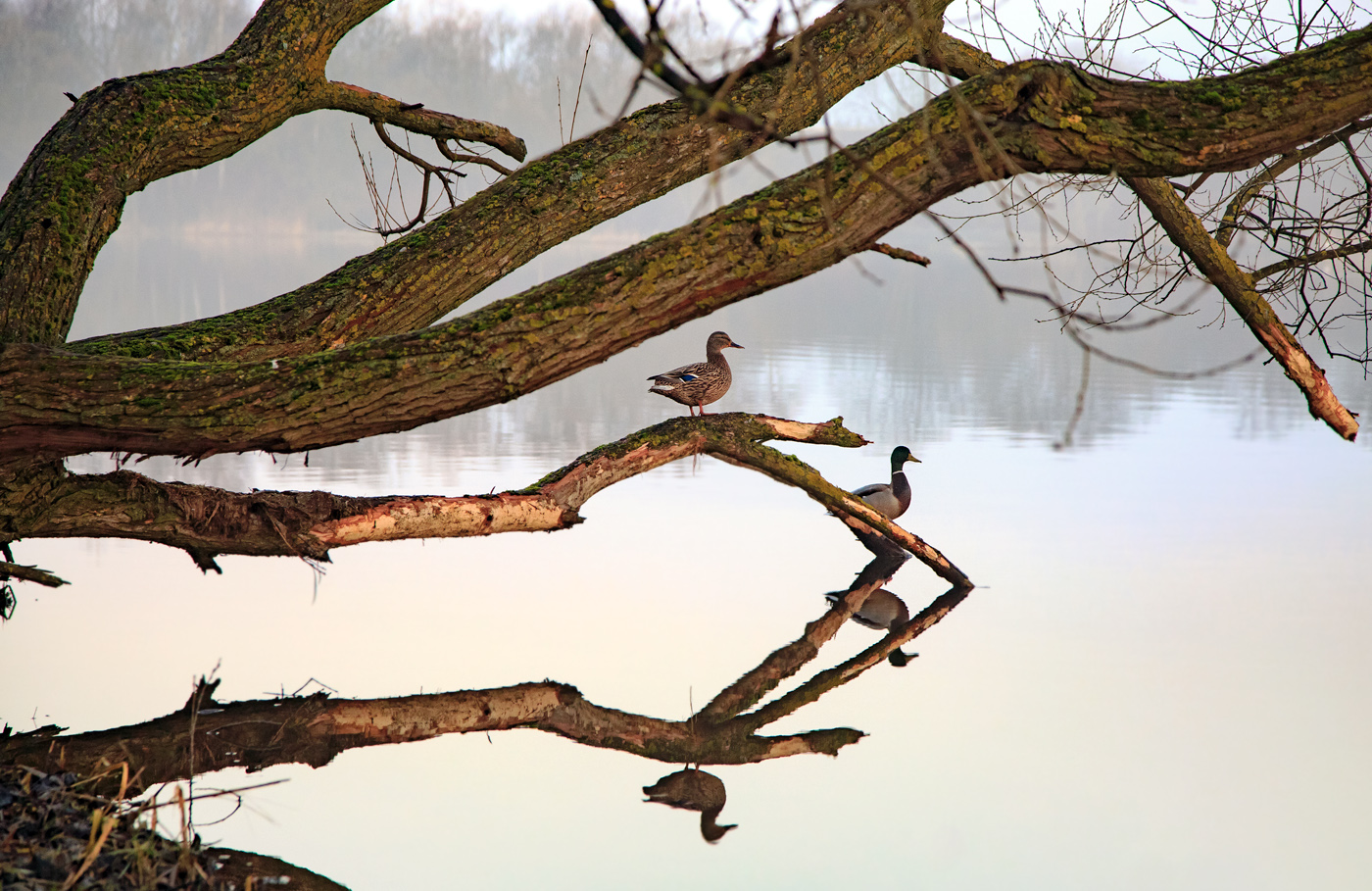 Die Begegnung mit der Morgendämmerung