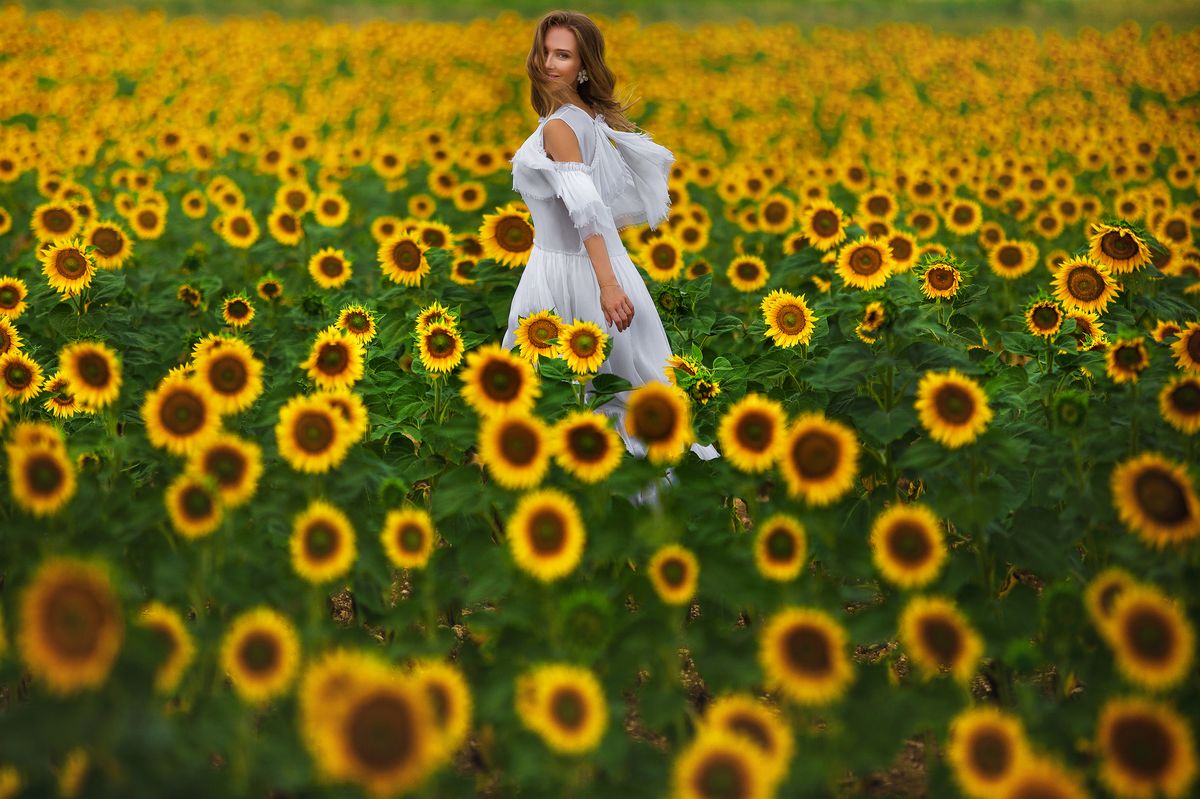 Field of sunflowers