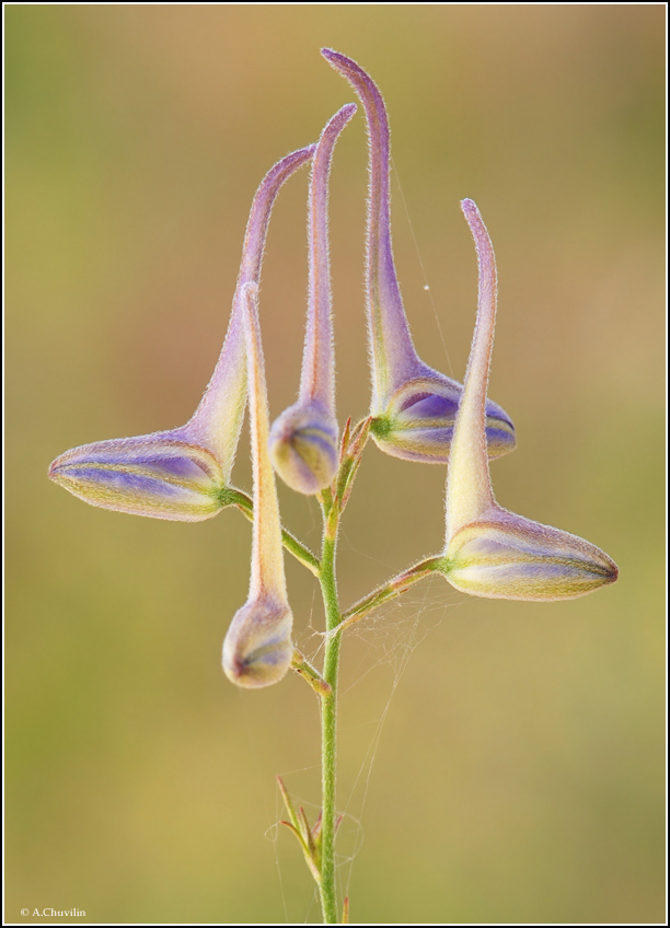 Tanz der kleinen Schwäne
