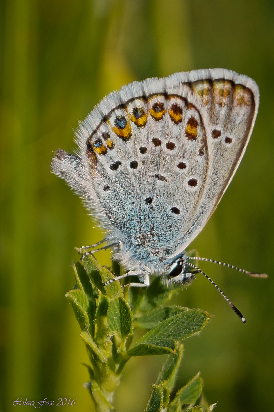 Kupfer-Schmetterling