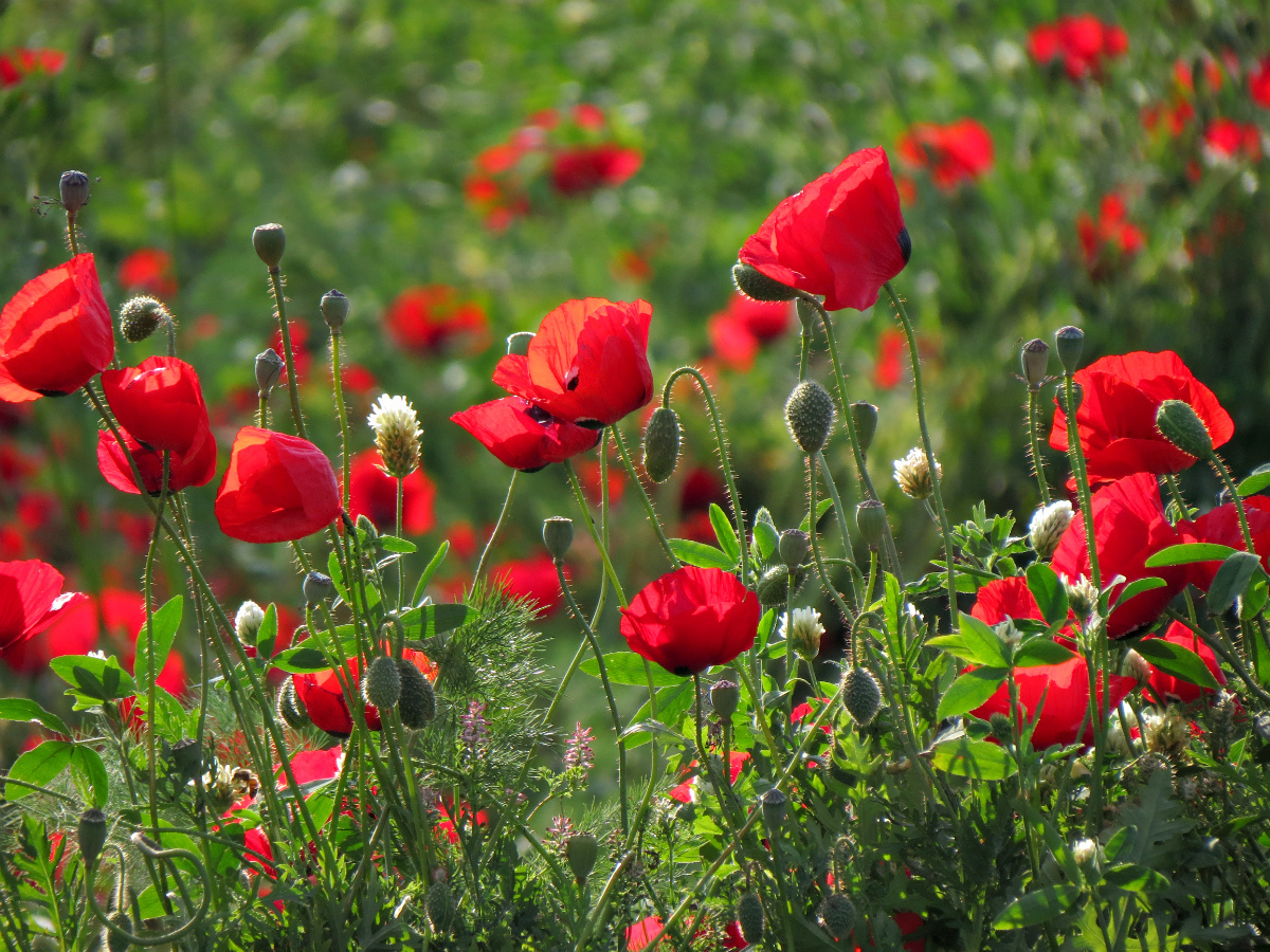 Mohn