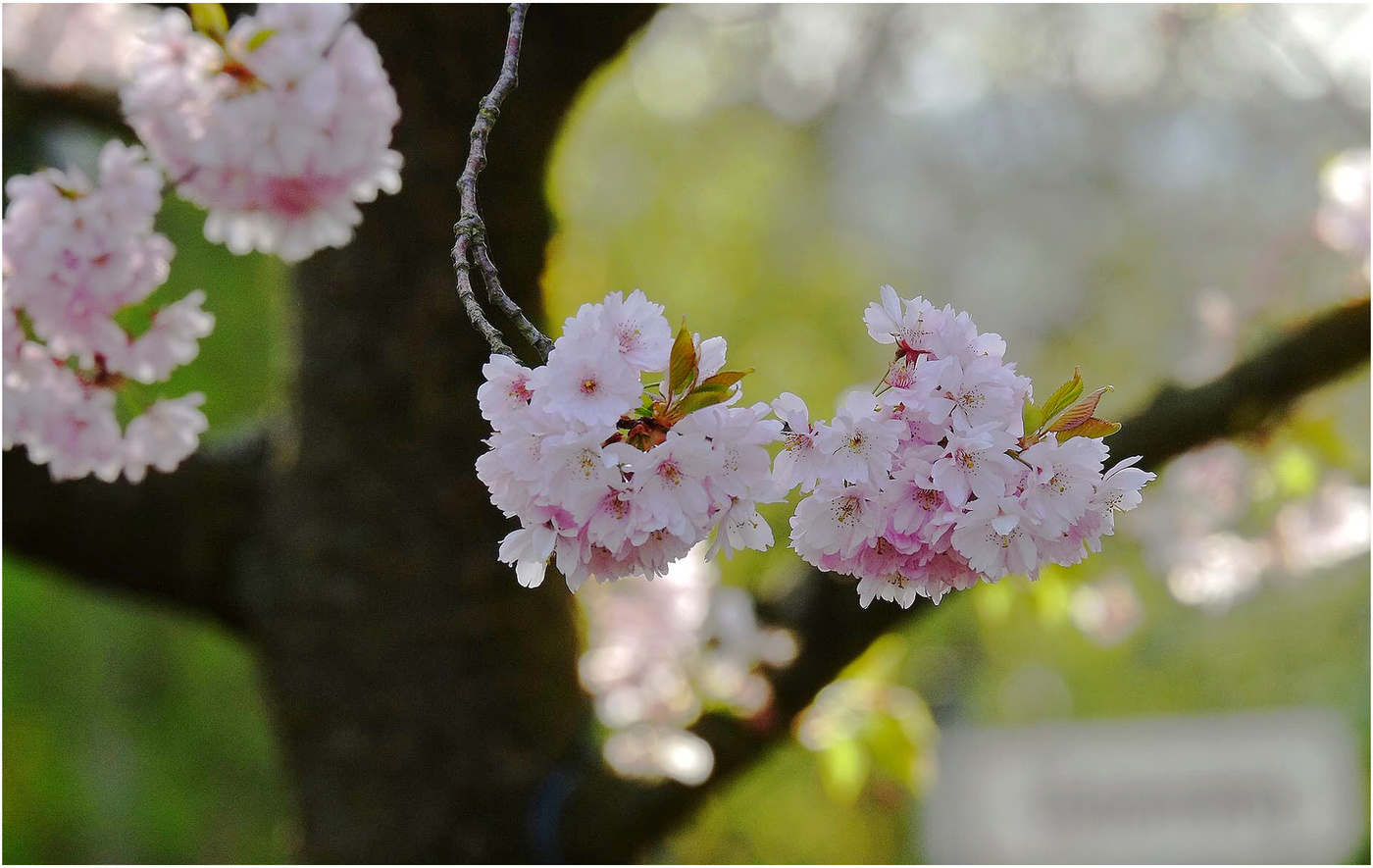Die Zierkirschen blühen