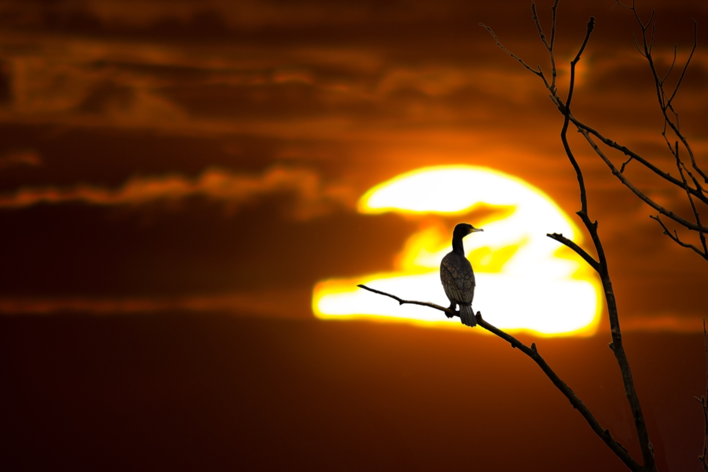 Kormoran im Sonnenuntergang