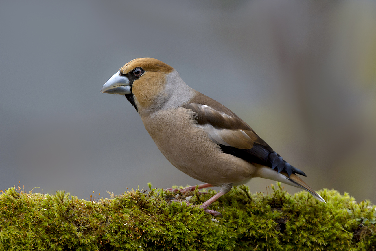 Grosbeak