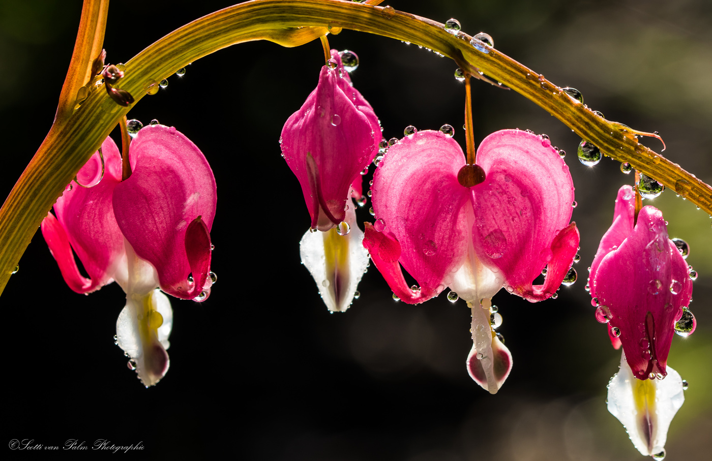 Weine nicht wenn der Regen fällt , tamm , tamm .......