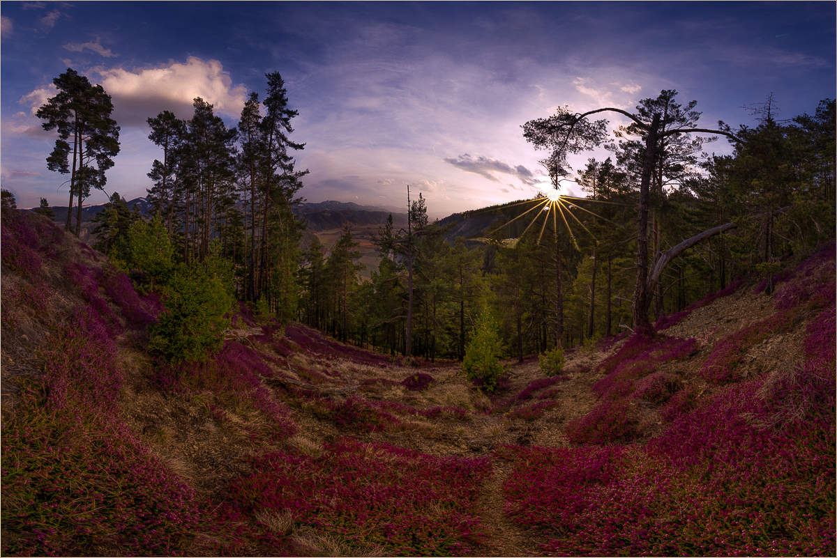 Erika Blüte im Murtal