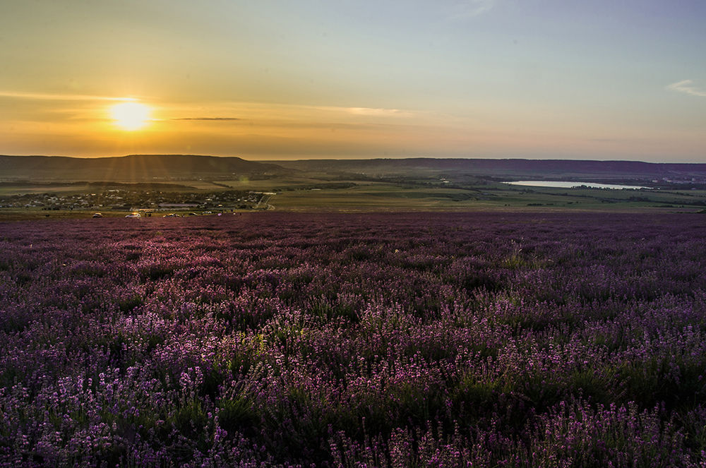 Lavendel Sonnenuntergang