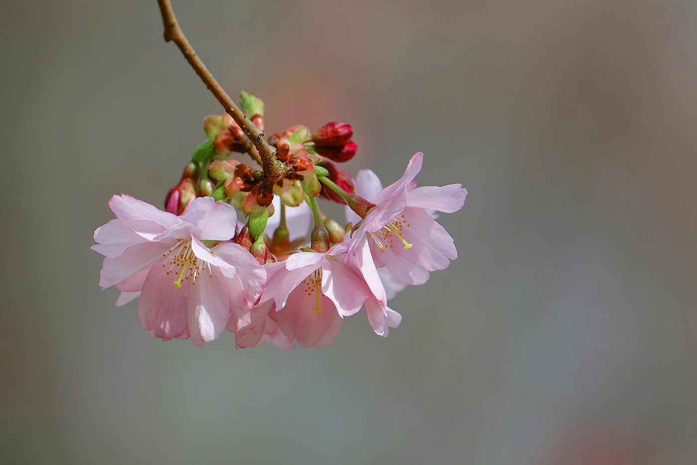 Blüten Nahaufnahme im Detail